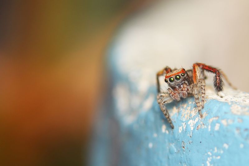 makro fotografie, zblízka, fotografování, hmyz makro fotografie, zblízka, fotografování, hmyz