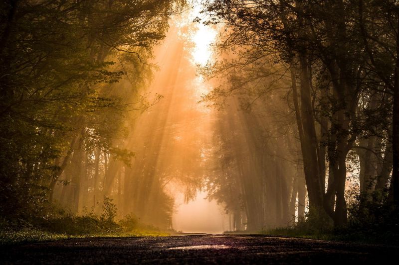 sunlight, trees, forest, night, nature, reflection sunlight, trees, forest, night, nature, reflection