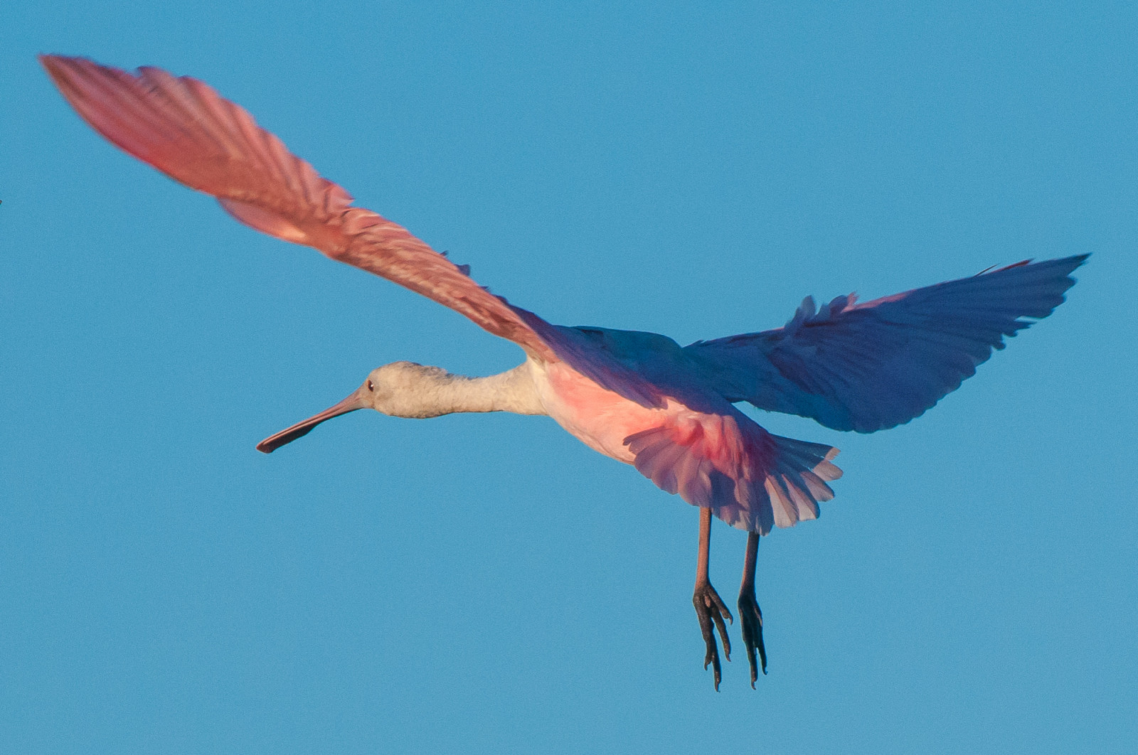 barvitý, voda, Příroda, pobřeží, Červené, odraz, nebe, křídla, peří, lžíce, modrý, letící, Volně žijících živočichů, růže, tropický, růžový, ekologie, zobák, Florida, Účtovat, mokřadní, Let, Everglades, Vzácný, zvíře, venkovní, pták, divoký, pozorování ptáků, roseatespoonbill, spoonbill, legrační, Pírko, křídlo, fauna, vodní ptáci, bažina, influenza, prohlížení pták, obratlovců, rozpětí, zlatíčko moje, peří, Accipitriformes, ohrožené druhy, ornitologie, brodění, druh, ornitologie, ohrožený, waterbird, chráněný, brodivý pták, růžový, wadingbirds, plataleaajaja, ajaia, ajaja, platalea