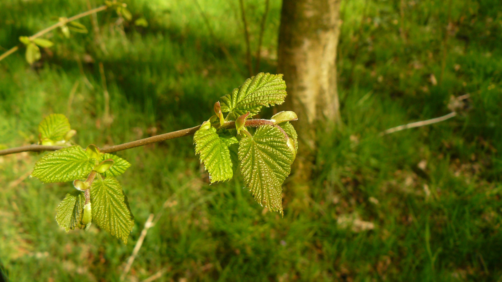 natur, græs, planter, afdeling, grøn, dyreliv, træ, efterår, blad, blomst, plante, flora, eng, fauna, wildflower, græsplæne, botanik, jord plante, blomstrende plante, makrofotografering, græs familie