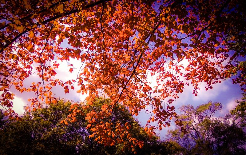 scenérie,krajina,podzim,oranžový