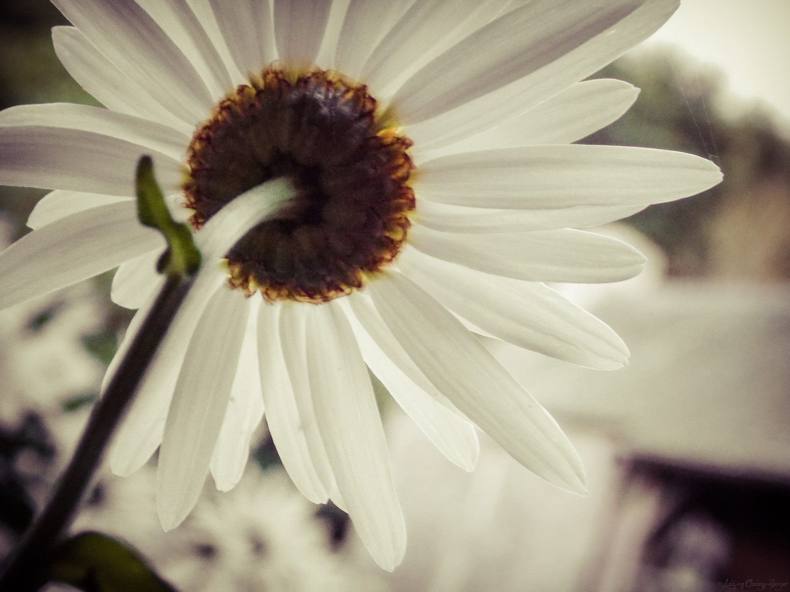 starý, květ, Příroda, květ, večer, vacances, Nikon, dovolená, dosti, vy, hodinky, bretagne, coolpix, kopretina, soir, považovat, Lightroom, abbaye, L810