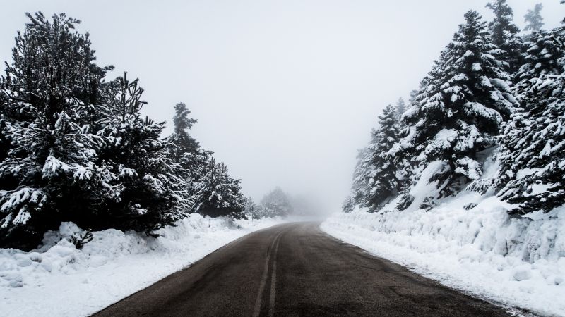 Árvores, floresta, natureza, neve, inverno, monocromático Árvores, floresta, natureza, neve, inverno, monocromático