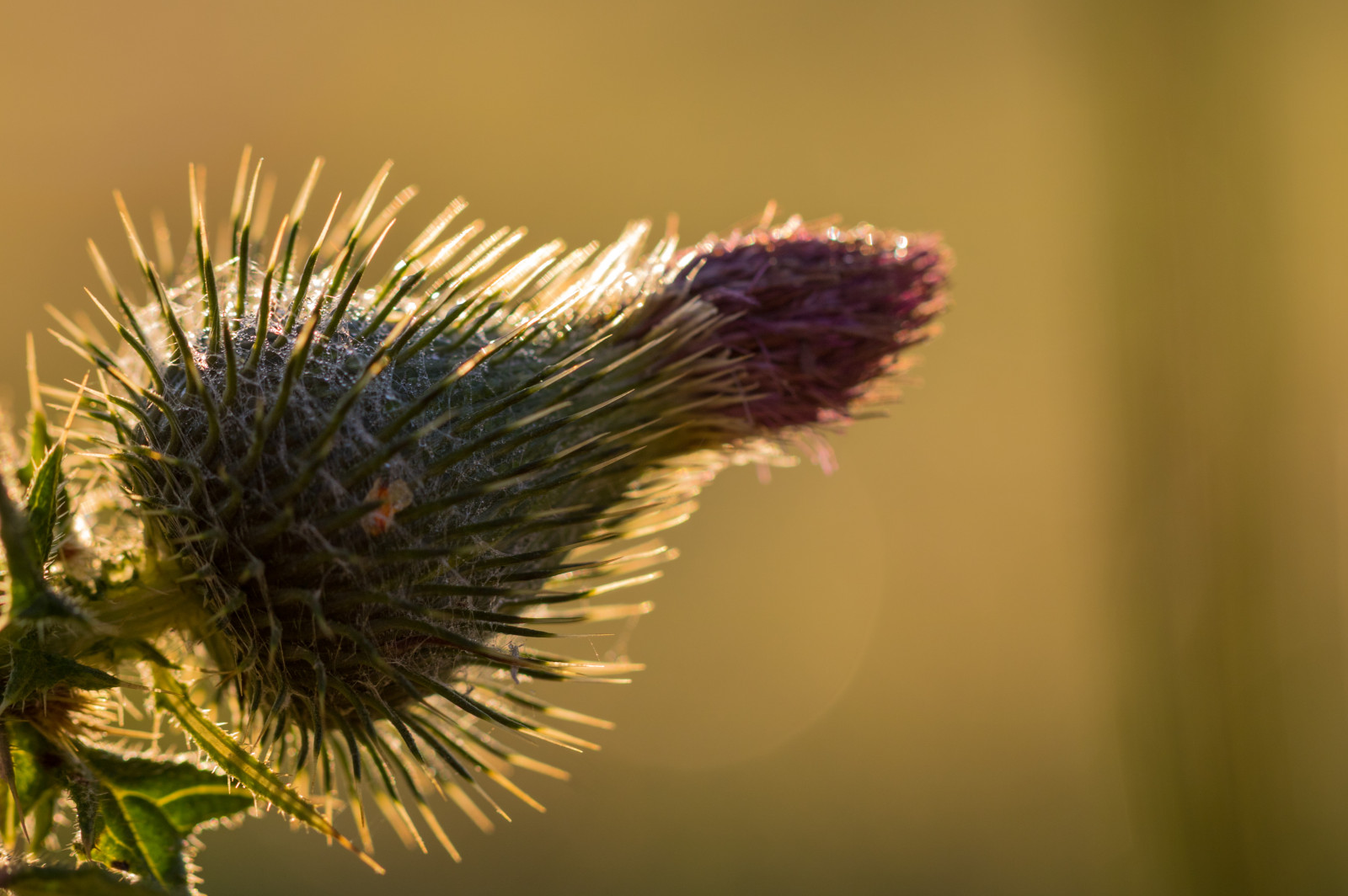 fotografování, makro, větev, hmyz, pyl, světlo, květ, rostlina, zlatá hodina, flóra, ljus, makro, exif modelu canoneos760d, geocountry, Kamera aby kánon, geocity, Model fotoaparátu canoneos760d, geostate, geolocation, exif aby kánon, EXIF isospeed 100, EXIF otvor 40, exif focallength 100mm, EXIF ef100mmf28lmacroisusm čočka, gyllenetimmen, bodlák, tistel, fauna, botanika, suchozemská rostlina, zblízka, makro fotografie, trny trny a trny, závod stonek, daisy rodina