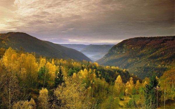 clouds, forest, landscape, mist, 1230x768 px, fall