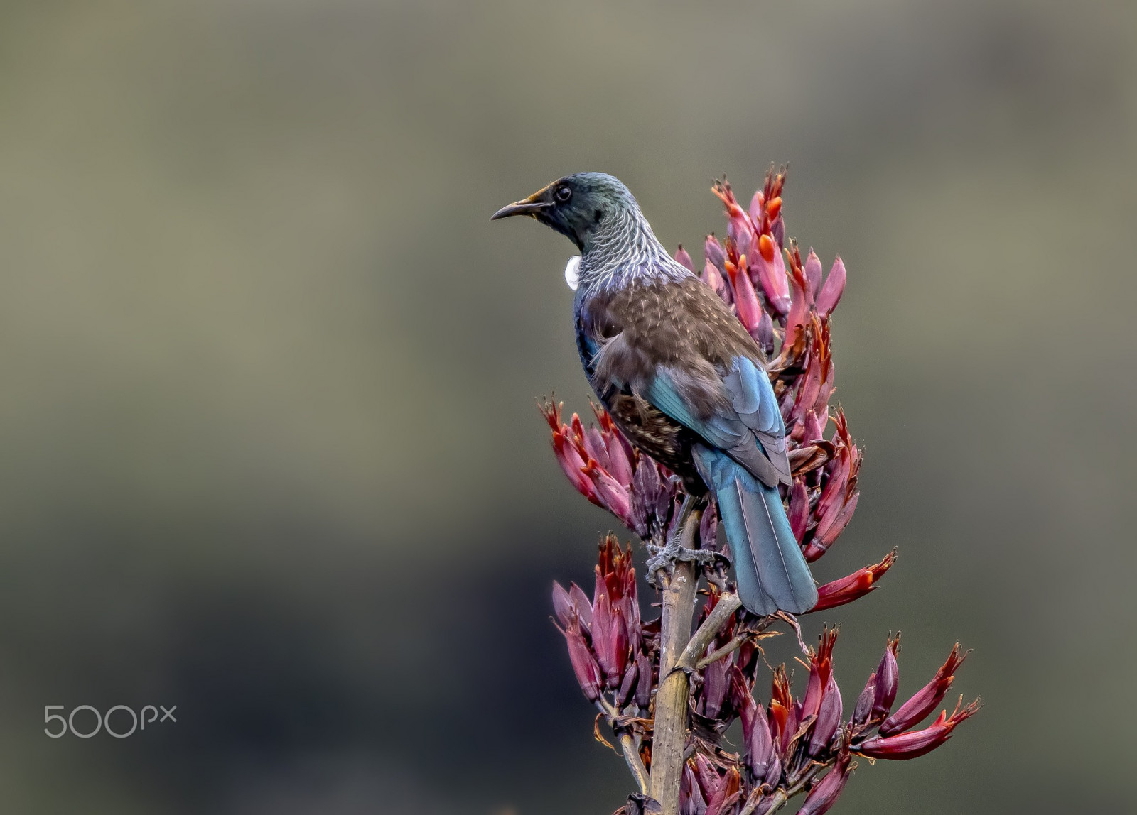 madarak, állatok, természet, fényképezés, ág, vadvilág, csőr, veréb, virág, madár, pinty, kolibri, fauna, rúdon ülés bird, gerinces, bezár, makró, ökörszem