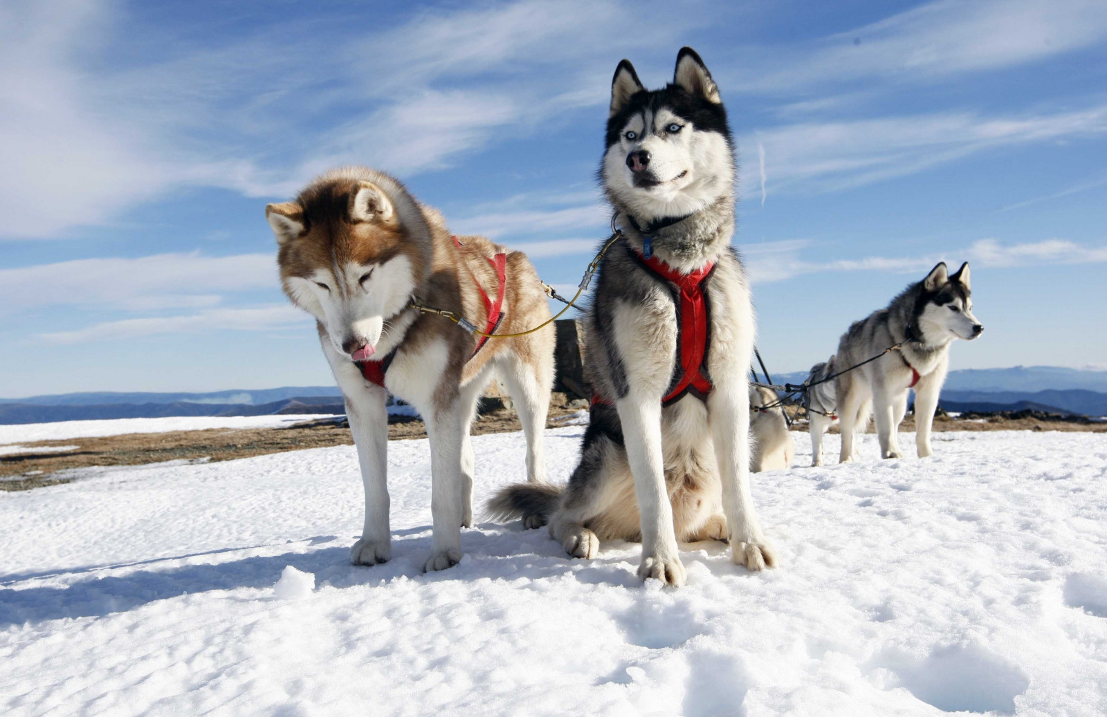 デスクトップ壁紙 : ハスキー, カップル, 犬, 雪, アラスカ 3669x2379 - - 1009767 - デスクトップ壁紙 ...