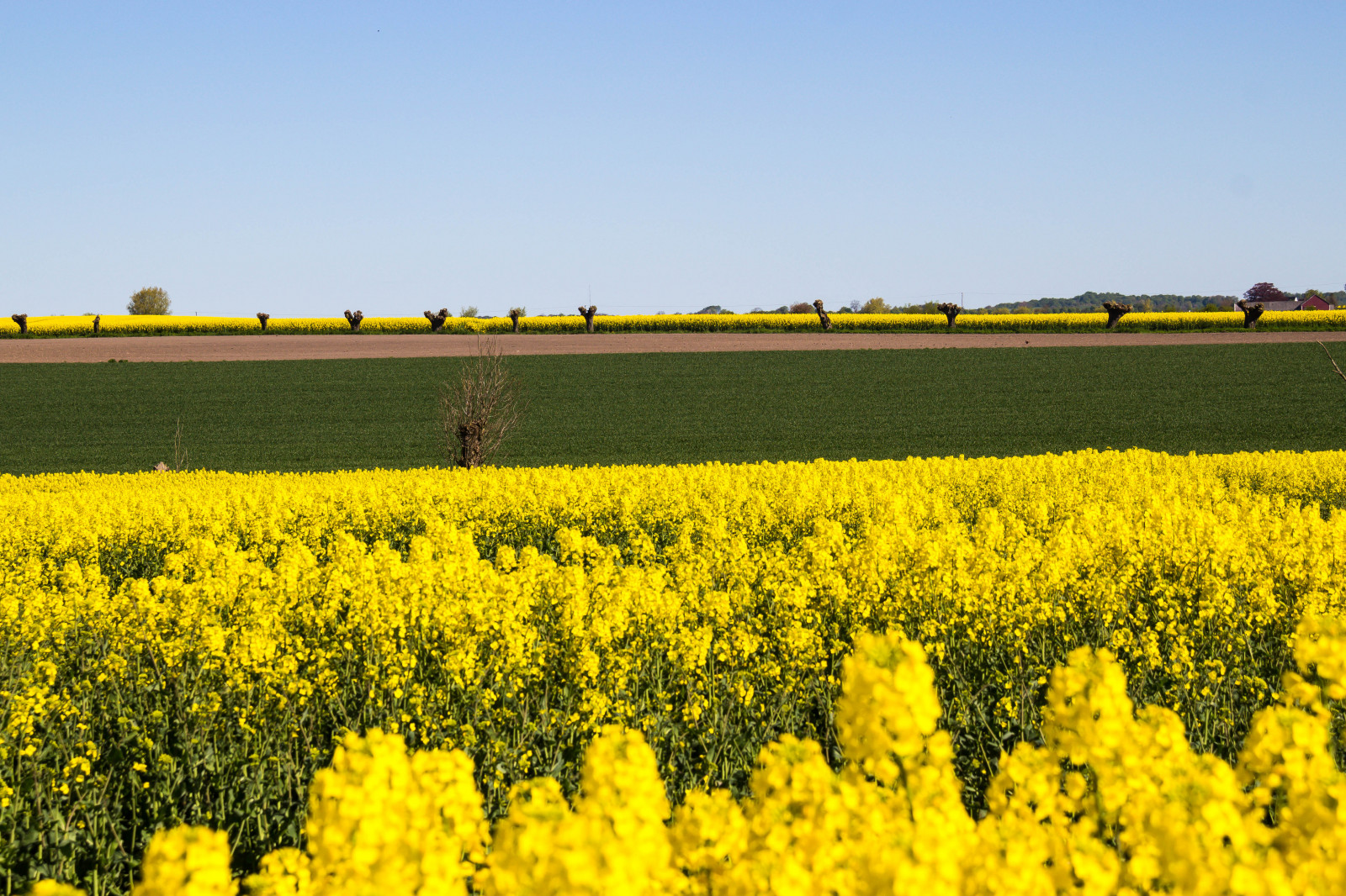 Wallpaper : landscape, food, field, yellow, Rapeseed, flower, sk ne ...