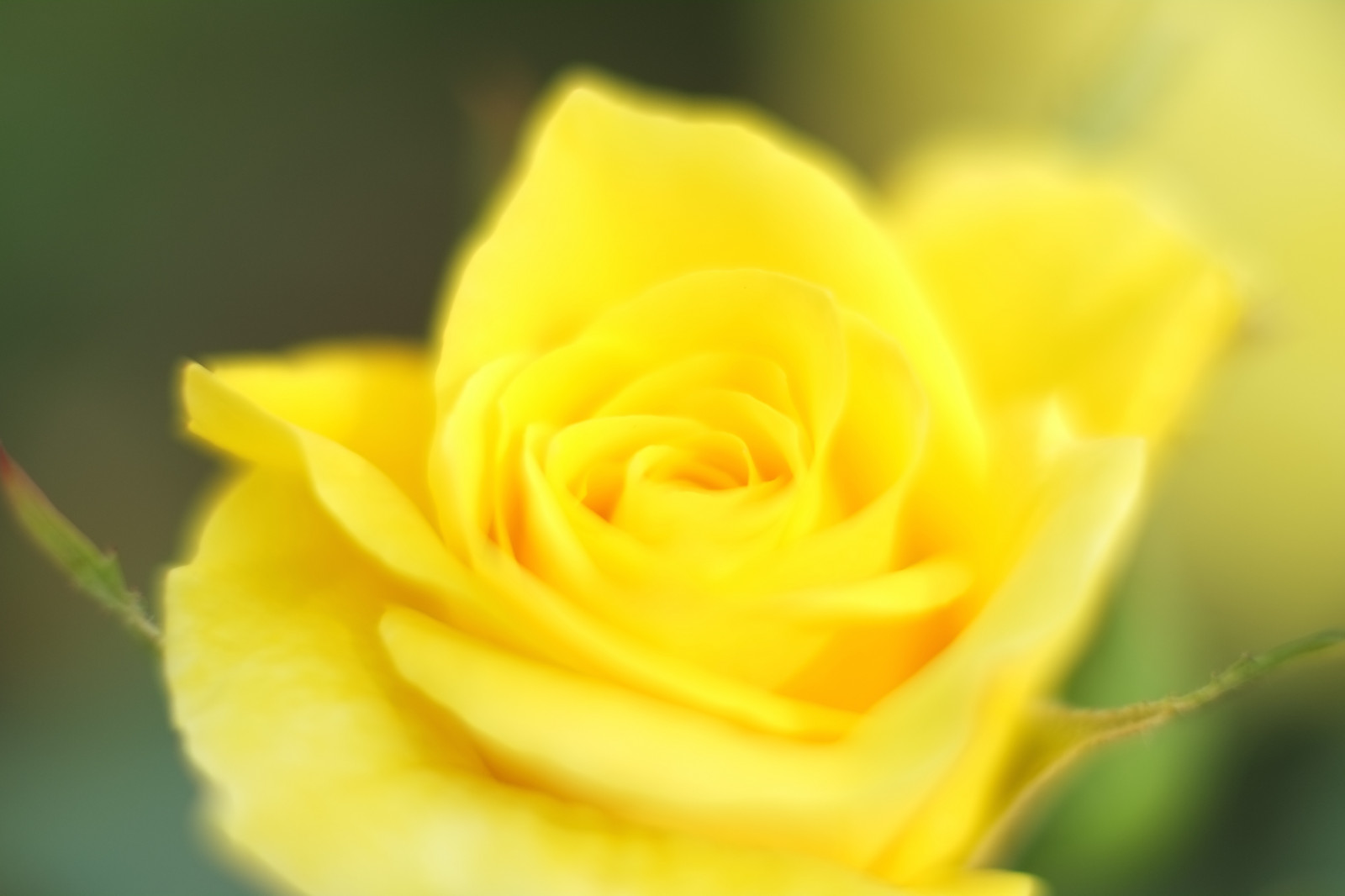 Fotografie, Gelb, Rose, Tokio, Fujifilm, Blume, Pflanze, Flora, Blütenblatt, Fujinon, Shinjuku, Xpro1, Xf, Xf35mmf14r, X, Shinjukugyoen, Xf35mm, Mcex, Mcex11, Landanlage, blühende Pflanze, Nahansicht, Makrofotografie, Pflanzenstamm, Gartenrosen, Rose Familie, Österreichischer briar