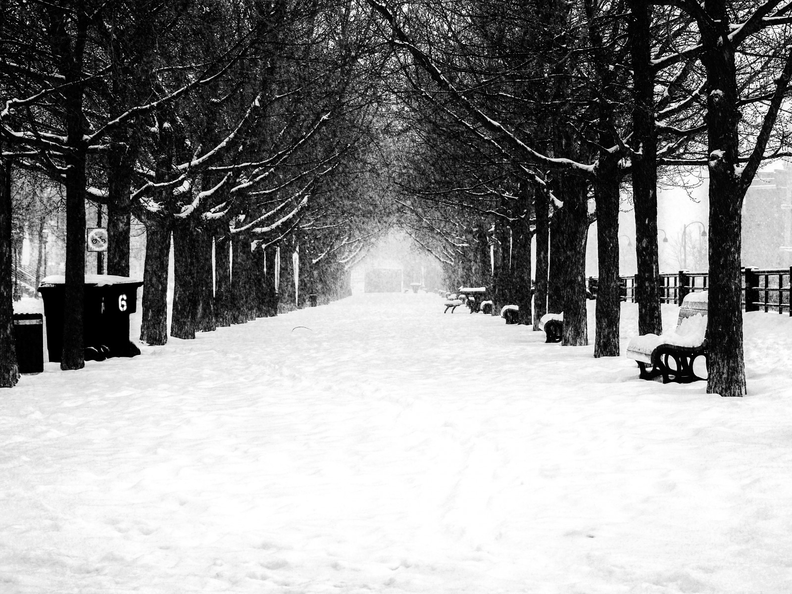 Baggrunde : by, by-, Fryser, neige, træ, vejr, sæson, sort hvid, hiver ...