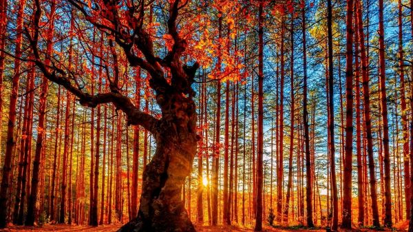 sunlight,trees,colorful,forest,fall,leaves