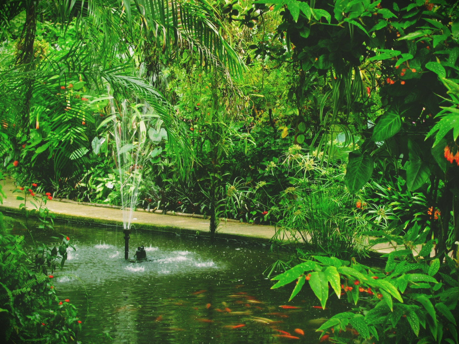 stromy, krajina, les, listy, zahrada, voda, Příroda, tráva, Ryba, zelená, tropický, koi, rybník, zlato, džungle, banka, bažina, deštný prales, přírodní rezervace, Wales, Glamorgan, mokřadní, Cardiff, strom, zlatý, list, rostlina, flóra, vodní tok, vegetace, tropy, sunrays5, citrit, supershot, zálesí, coth, ekosystém, biome, tráva rodina, arecales, prales, vodní prvek, organismus, Botanická zahrada, lužní les, vodních rostlin, rybník, cévnatých rostlin, roathpark, vodní zdroje, koicarp, tropical and subtropical coniferous forests, riparian zone, valdivian temperate rain forest