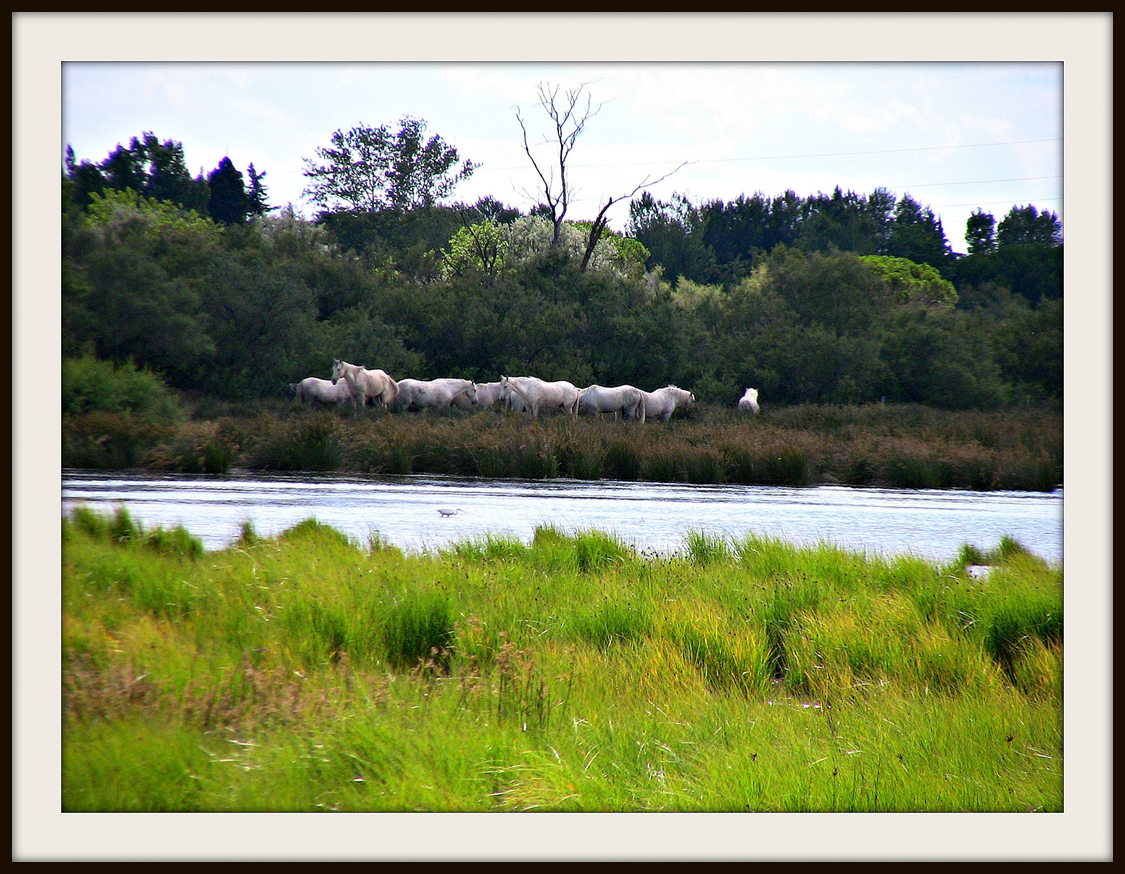krajina, zvěř, stvoření, jezero, voda, Příroda, odraz, kůň, tráva, nebe, pole, Cestovní ruch, řeka, Volně žijících živočichů, Francie, rybník, banka, bažina, přírodní rezervace, Provence, mokřadní, strom, zvíře, cestovat, Landschaft, lučina, prozkoumat, rostlina, paisaje, francia, natur, pastvina, vodní tok, vegetace, louka, návštěva, nádrž, řada, Frankreich, plavby, Urlaub, reisen, roba66, naturalezza, chevaux, bayou, kůň, prérie, Zvířata, bažina, venkov, tráva rodina, křoviny, bažina, caballo, pferd, camargue, lužní, trabalho, franca, Provenca, Aigues-Mortes, vodní zdroje, Camarque, Camarguepferde, plant community