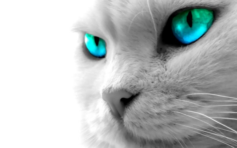 kucing,mata biru
