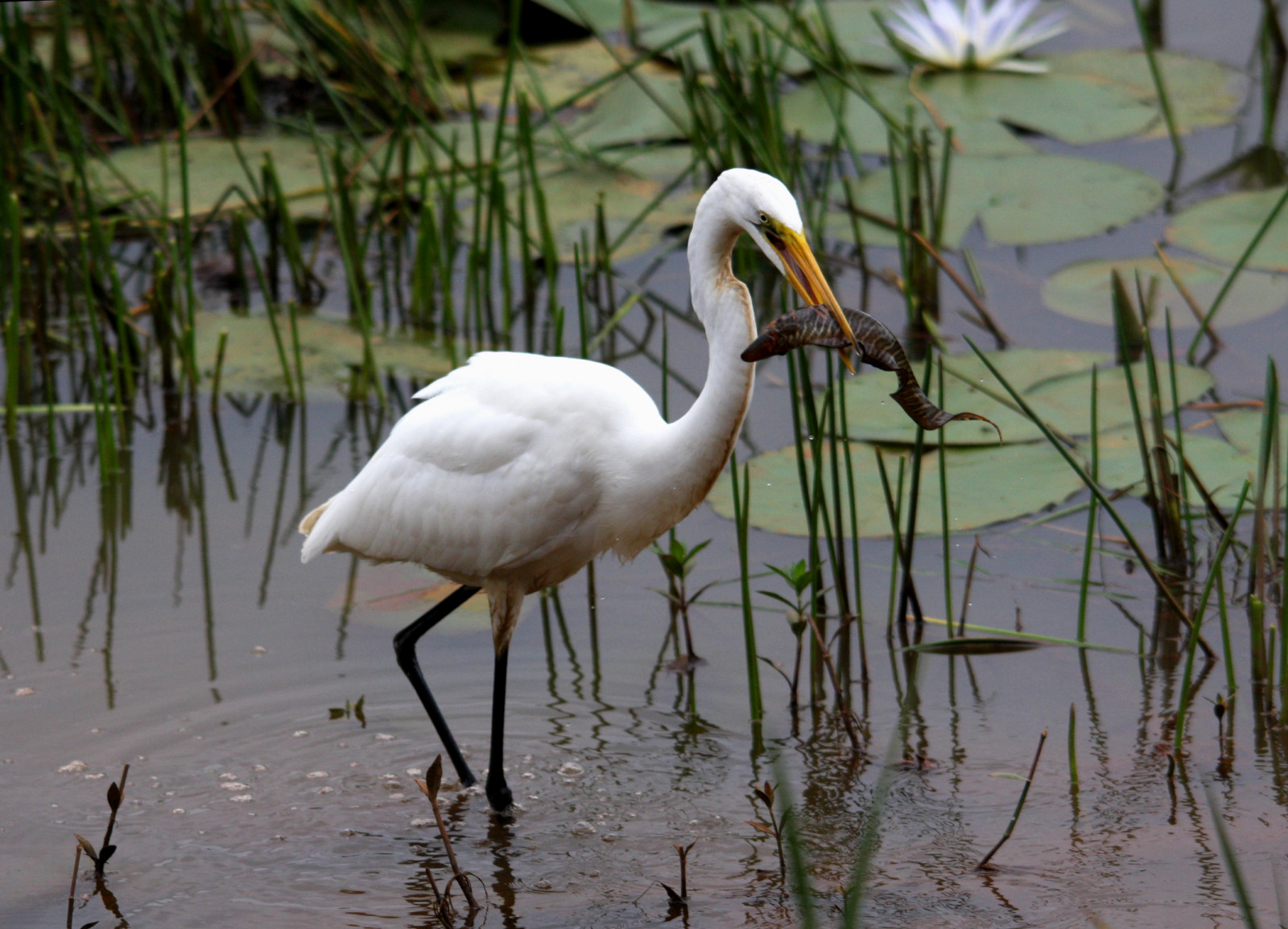 Fab, Vogel, Natur, Tierwelt, Natureza, Passaro, Aves, Vögel beobachten, Soe, Oiseaux, Birdwatcher, Wunderbar, Naturesfinest, Blueribbonwinner, Super-Schuss, Fineartphotos, Wingedwonders, Mywinners, Weltbeste, Shieldofexcellence, Avianphotographie, Anawesomeshot, Beeindruckt, Nationalgeographisch, Avian excellence, Excellenceinavianphotography, Diamondclassfotograf, Behaupten, Eperkeaward, Naturewatcher, Betterthangood, Jeden Tag, Spiritofphotography, Feathersbeaksbirds, Salveanatureza, Allthosebirds, Naturespotofgold, Fotosgonewild, Screamofphotographer, Vosplusbellesphotos, Die wunderbare Weltvögel, Naturegreenstar, Newenvyofflickr, Dragonflyawardsgroup