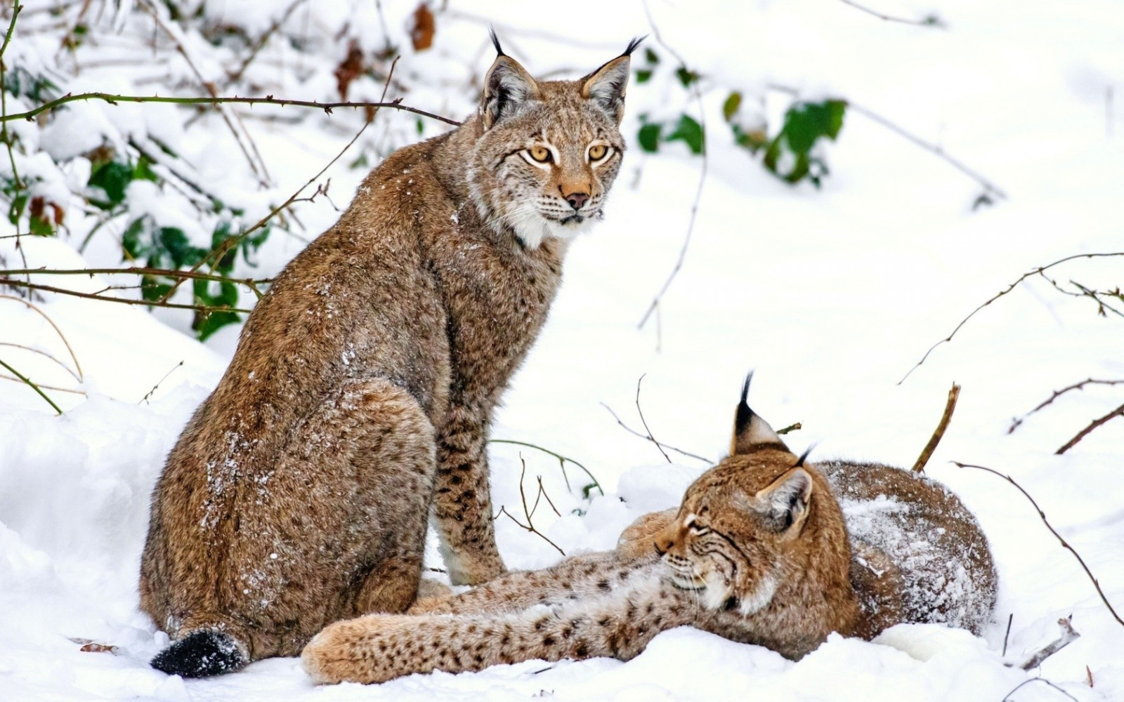 kat, dyr, sne, dyreliv, whiskers, Los, Puma, Puma, vildkat, bobcat, fauna, pattedyr, 1680x1050 px, hvirveldyr, kat lignende pattedyr, små til mellemstore katte, european shorthair, nisse bob