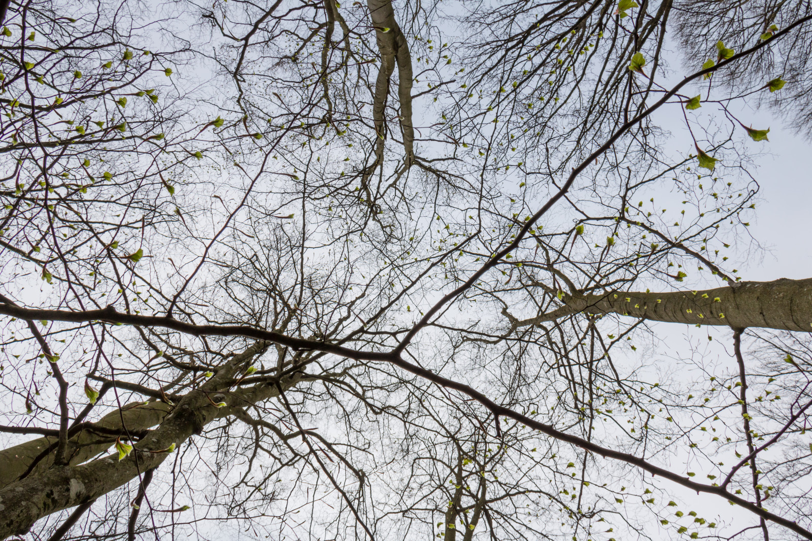 Sonnenlicht, Wald, Natur, Schnee, Winter, Ast, blühen, Frühling, Baum, Herbst, Blatt, Blume, Pflanze, Jahreszeit, Wald, Skog, S der sen, Kopparhatten, Wald, Holzige Pflanze