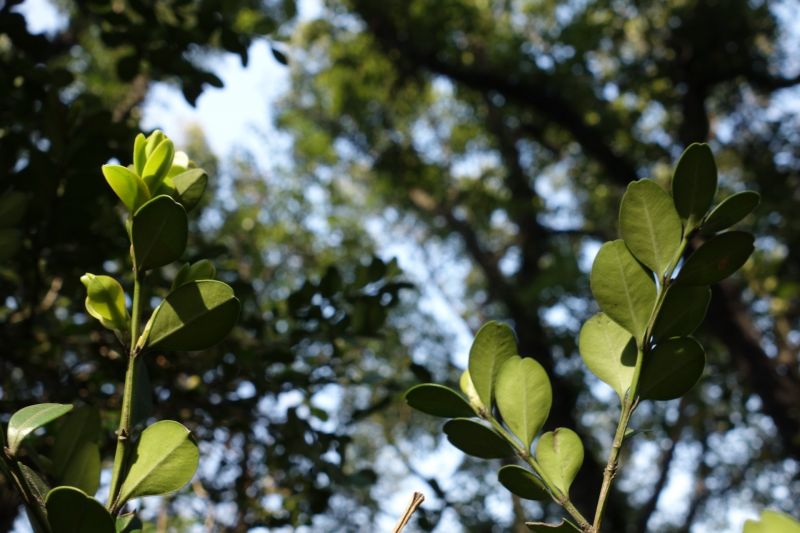 luce del sole, natura, ramo, foresta, macro, verde luce del sole, natura, ramo, foresta, macro, verde