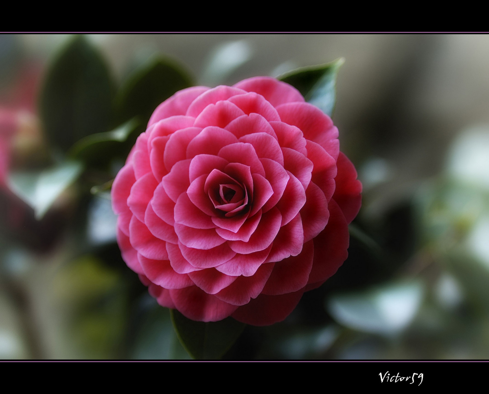 květiny, Příroda, milovat, fotografování, Země, makro, fotograf, Pixelů, Afrika, Nikon, růžový, Austrálie, kamélie, Krásná, flickr, květ, rostlina, flóra, okvětní lístek, pivoňka, Estrella, fotky, 105mm, foto, anawesomeshot, abigfave, natureselegantshots, theunforgettablepictures, excellentsflowers, mimamorflowers, Bravo, aplusphoto, vášeň, topf25, vynikající, platinumphoto, Ne, blueribbonwinner, goldstaraward, nikond70, citrit, topf50, supershot, téměř cokoliv, vítězové, faves, kvalitní, sirvictor59, ysplix, macromarvels, sm rg sbord, zachraň mě, fantasticflower, great123, superlativas, goldenmix, suchozemská rostlina, kvetoucí rostlina, makro fotografie, encarnado, Uložit, dragongoldaward, ocenění, Camelia, floribunda, rosa centifolia, incrediblenature, amazingtalent, limity, damncool, úžasná trefa, laflormasbella, blueribbonwinnerb, 4mazingorgeoushots, oflowers, thepoweroftheflower, loveartflowers, japonské kamélie, Theaceae