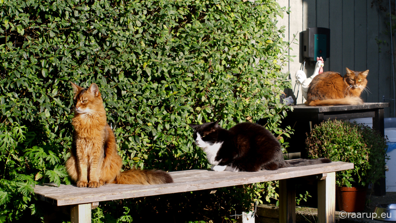 kočka, okno, zahrada, tráva, dřevo, lavice, slunce, kníry, strom, rostlina, kočky, fauna, kočka jako savci, malé až středně velké kočky, somálský, domesticshorthair, mixedbreed, hadry, dusharatattersandrags, caithlin, dusharacathalcaithlin, somálská kočka, som, Sněhurka, snehvide