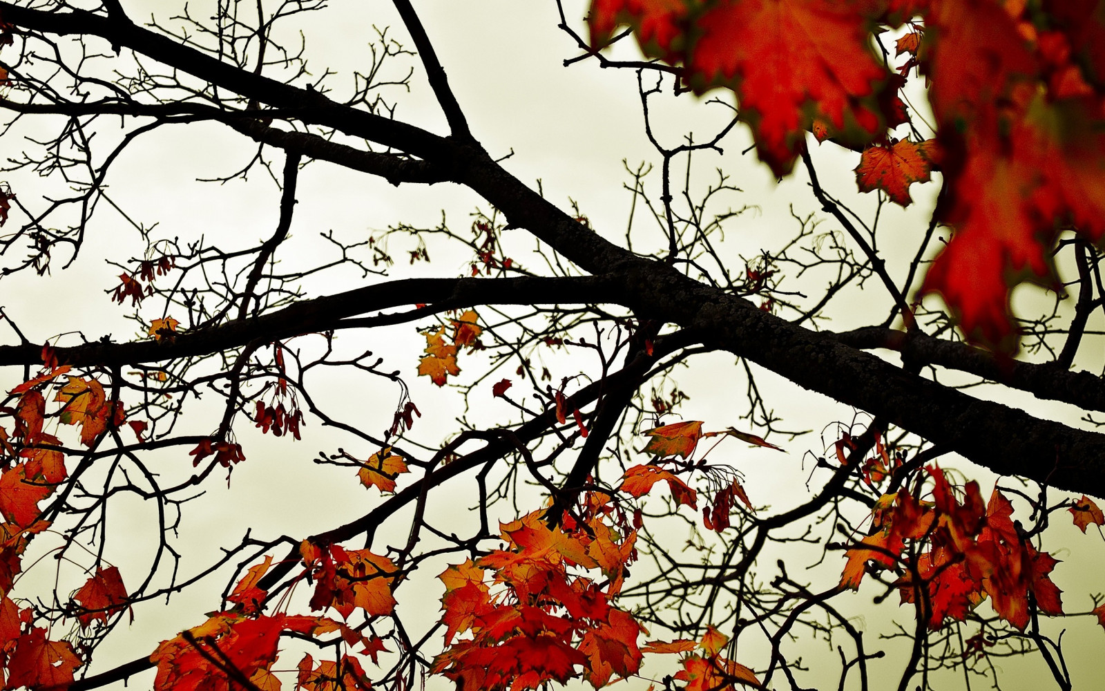 Wallpaper : 2560x1600 px, nature 2560x1600 - - 1054419 - HD Wallpapers ...