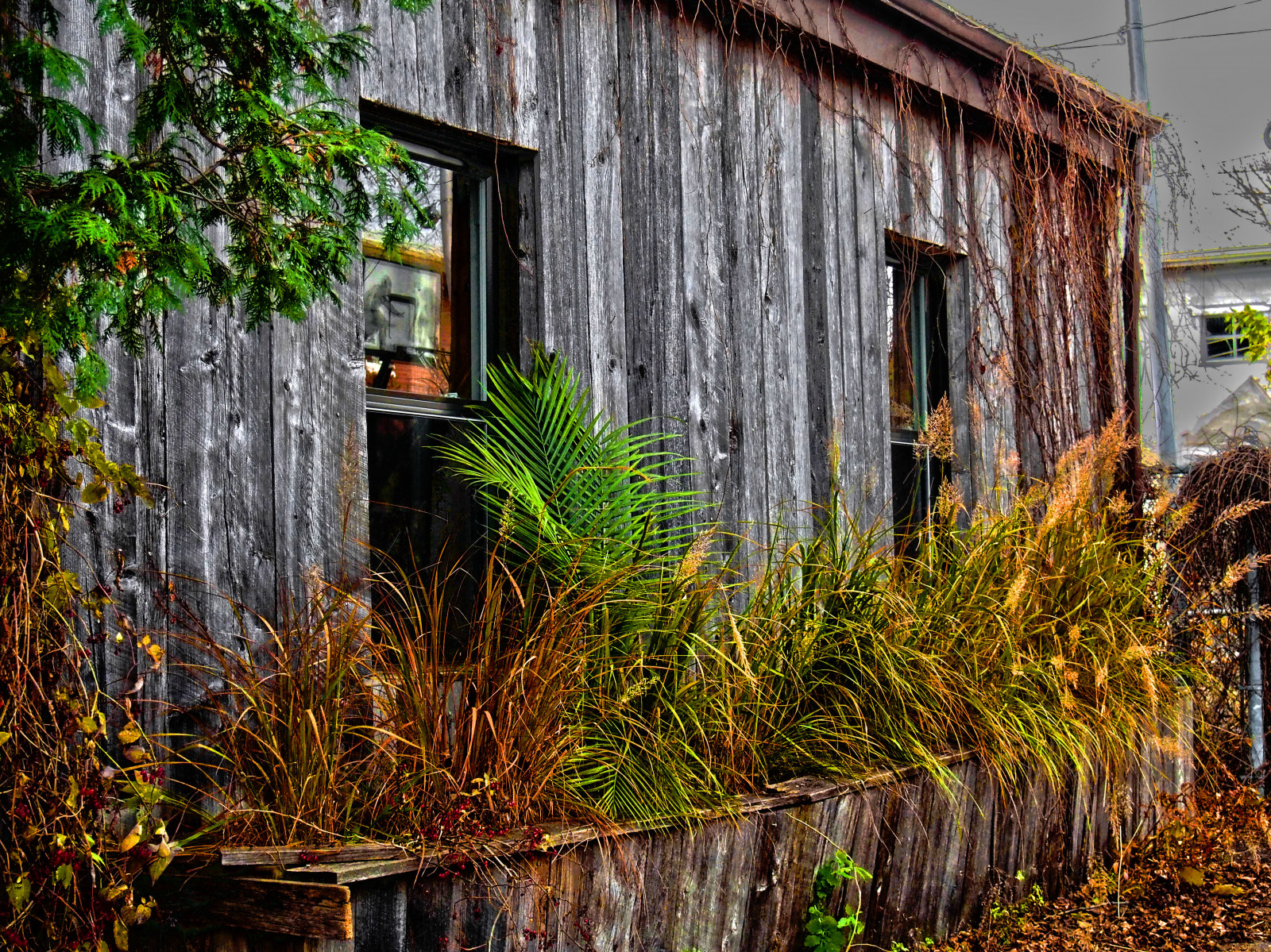 podzim, město, architektura, stěna, dřevo, Dům, vesnice, Montreal, struktura, chatrč, strom, podzim, sezóna, alej, domů, streetphotography, ville, automne, ruelle, bois, venkov, urban area, lidské osídlení, arrierecour