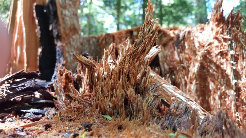 dřevo, větev, strom, makro, hnědý, Volně žijících živočichů