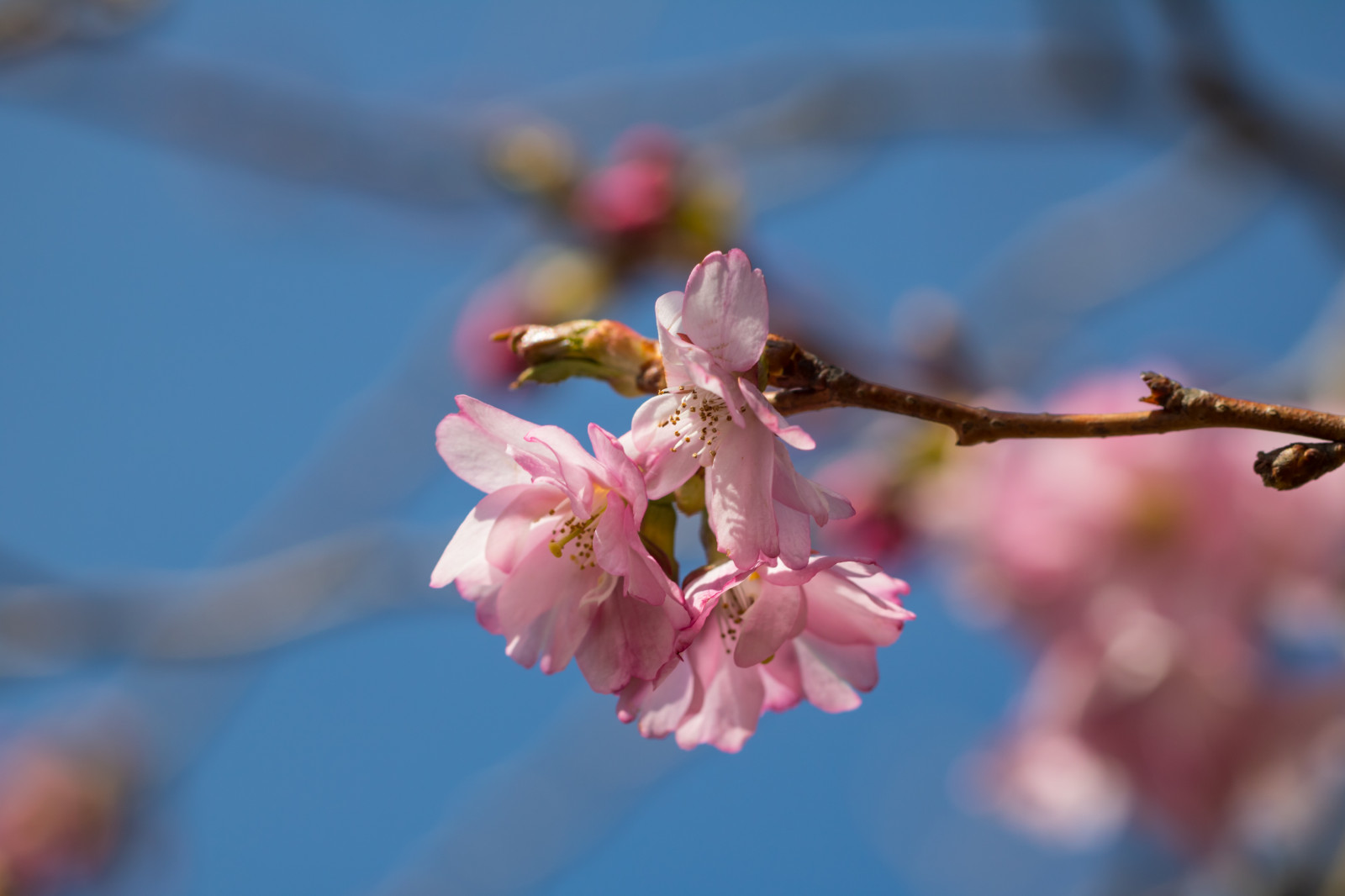 อาหาร, การถ่ายภาพ, สาขา, ผลไม้, ดอกซากุระ, เบ่งบาน, สีชมพู, ฤดูใบไม้ผลิ, ต้นไม้, ใบไม้, ดอกไม้, ปลูก, ฤดู, ดอกซากุระ, พืช, Blomma, v r, ฤดูใบไม้ผลิ, Alnarp, กลีบดอก, บวม, r rbb rsbb, rosa, ผลิต, พฤกษศาสตร์, พืชดอก, ใกล้ชิด, การถ่ายภาพมาโคร, ต้นกำเนิด