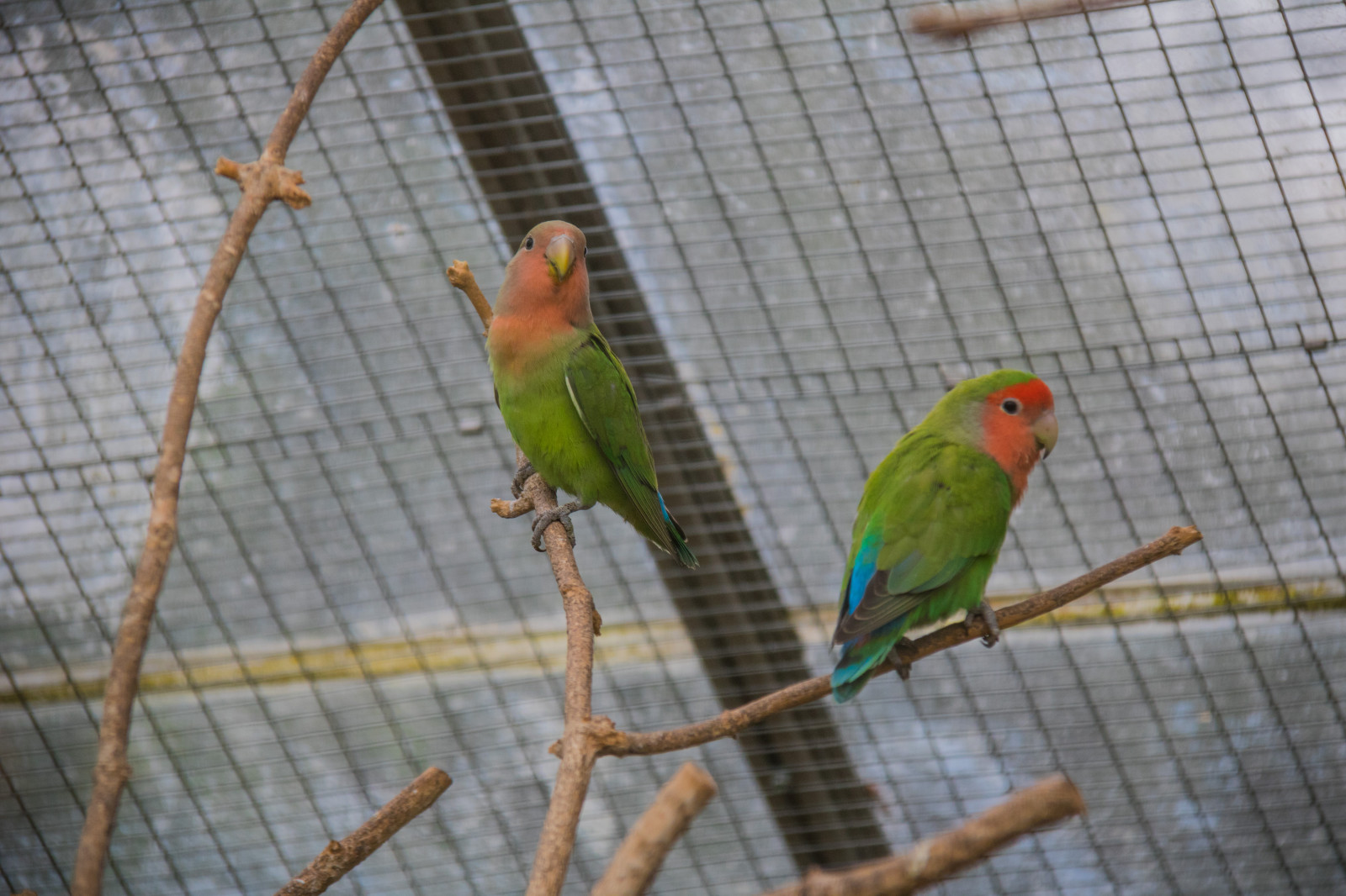 Parrots Denmark Wallpaper : parrot, Denmark, beak, bird, danmark, exif model ...