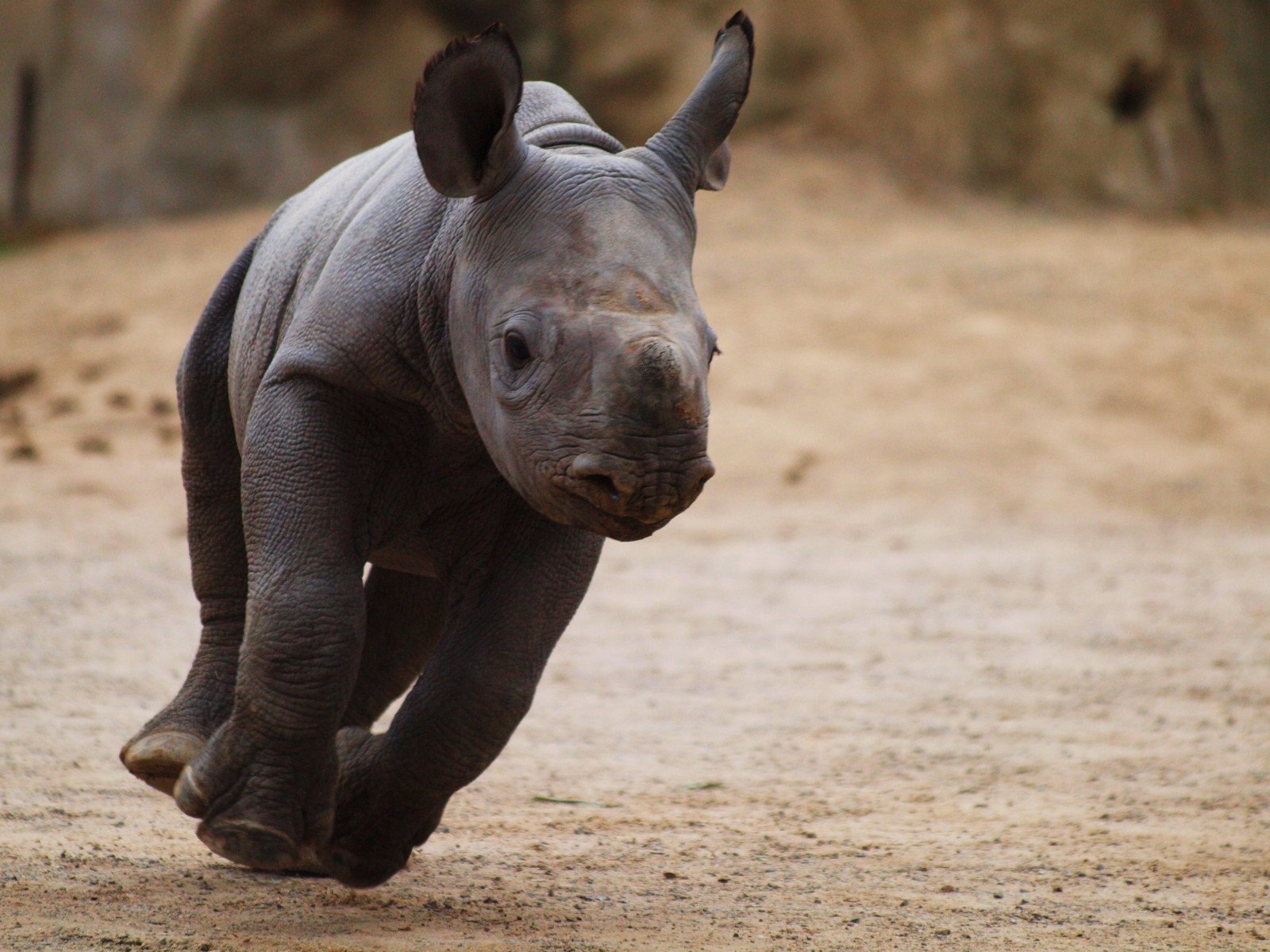 dítě, Příroda, zvíře, Německo, deutschland, zoologická zahrada, Alemania, nRW, Krefeld, Německo, řada, Blackrhinoceros, Spitzmaulnashorn, supershot, hobbyphotograph, abigfave, platinumphoto, anawesomeshot, diamondclassphotographer, flickrdiamond, rubyphotographer, damniwishidtakenthat, dragondaggerphoto, bestofmywinners, andreasfucke