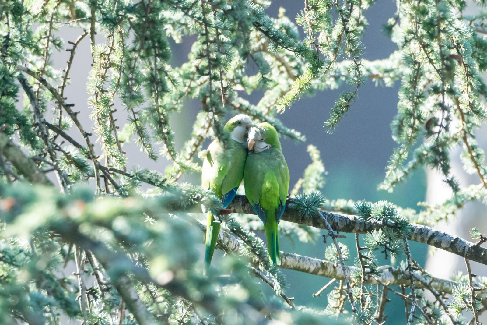 fugle, papegøje, afdeling, dyreliv, træ, fugl, fauna, 2048x1367 px, siddepinde fugl, hvirveldyr, parakit, fælles kæledyr parakit