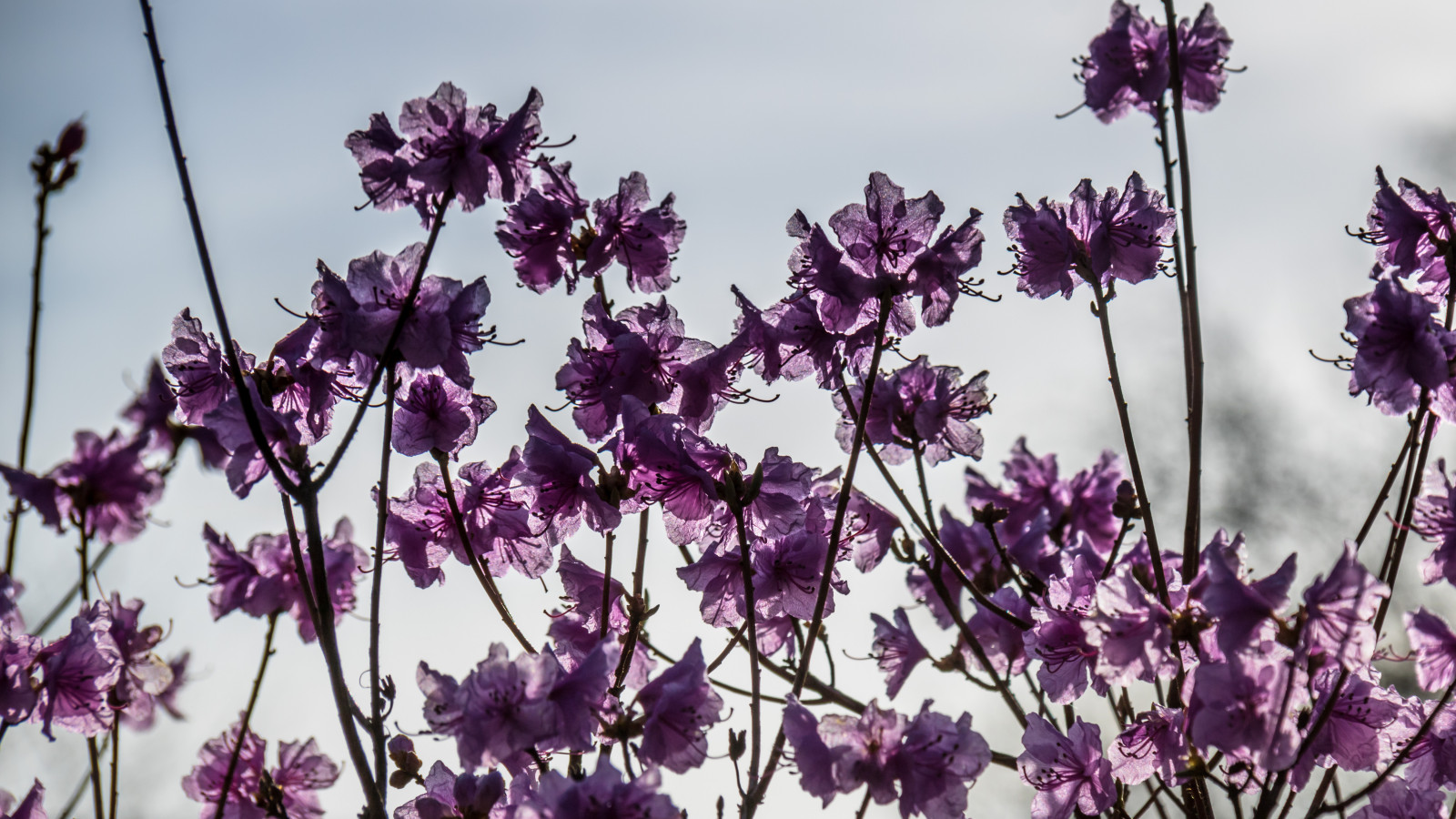 Příroda, nachový, větev, levandule, květ, růžový, jaro, alpská růže, šeřík, list, květ, rostlina, flóra, v r, jaro, exif modelu canoneos760d, geocountry, Kamera aby kánon, geocity, Model fotoaparátu canoneos760d, geostate, geolocation, EXIF čočka efs18200mmf3556is, exif focallength 200mm, exif aby kánon, EXIF isospeed 100, EXIF otvor 10, Alnarp, okvětní lístek, Blom, rosa, divoká rostlina, botanika, suchozemská rostlina, kvetoucí rostlina, keř, makro fotografie, angličtina levandule