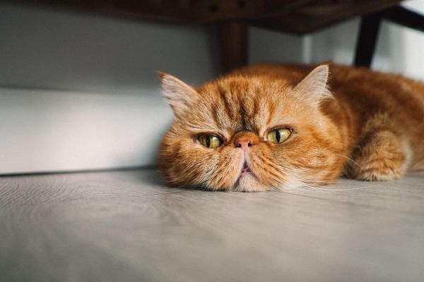 animals,cat,persian cat,Justin Lim