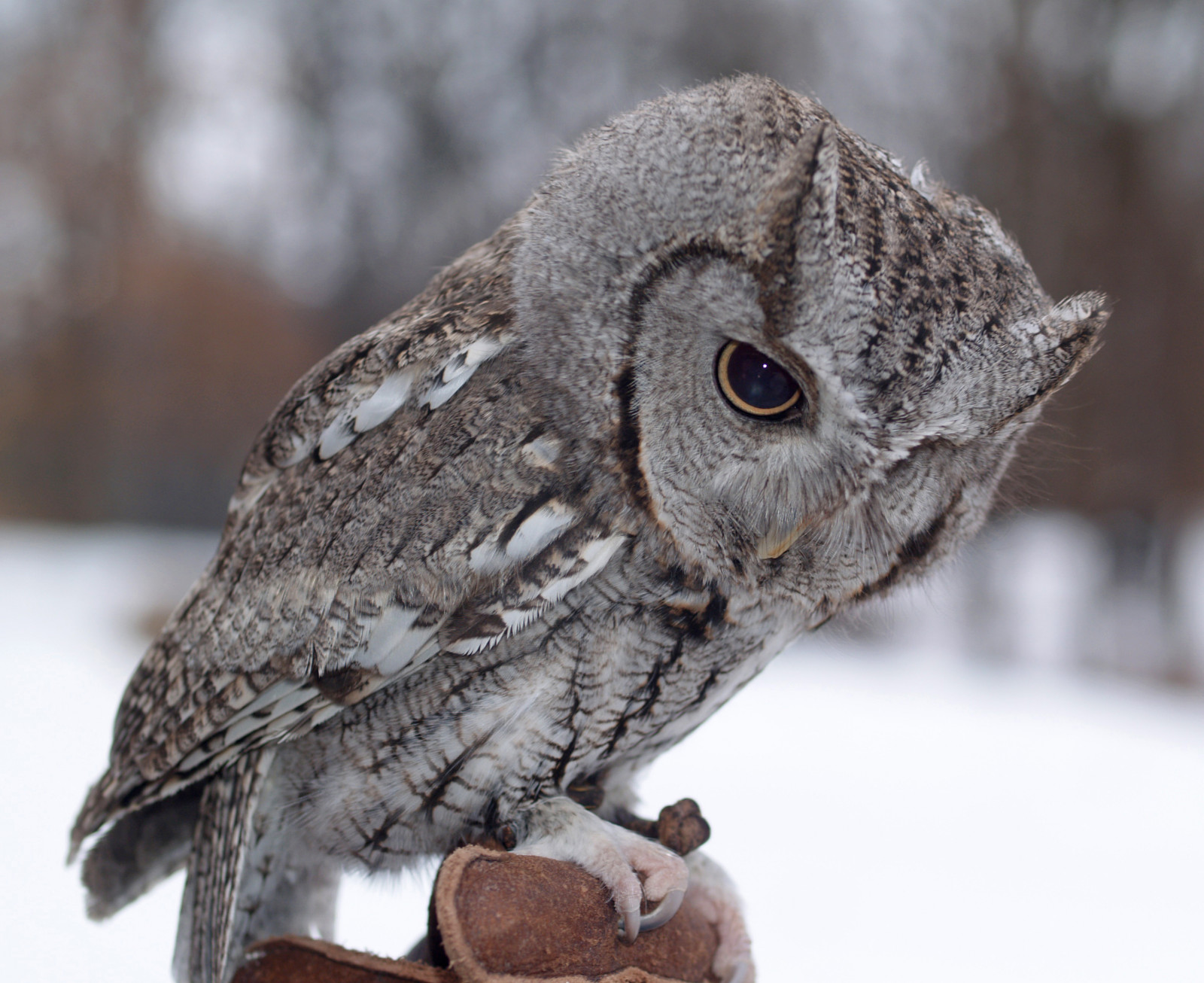 dravý pták, sova, zobák, pták, saariysqualitypictures, ngc, 100commentgroup, fauna, theunforgettablepictures, panoramafotografico, mywinners, flickrdiamond, vosplusbellesphotos, velký šedý sova, organismus, sovy, Strigiformes