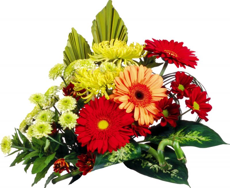 gerbera,kukka,kukat,lehdet,kauneus