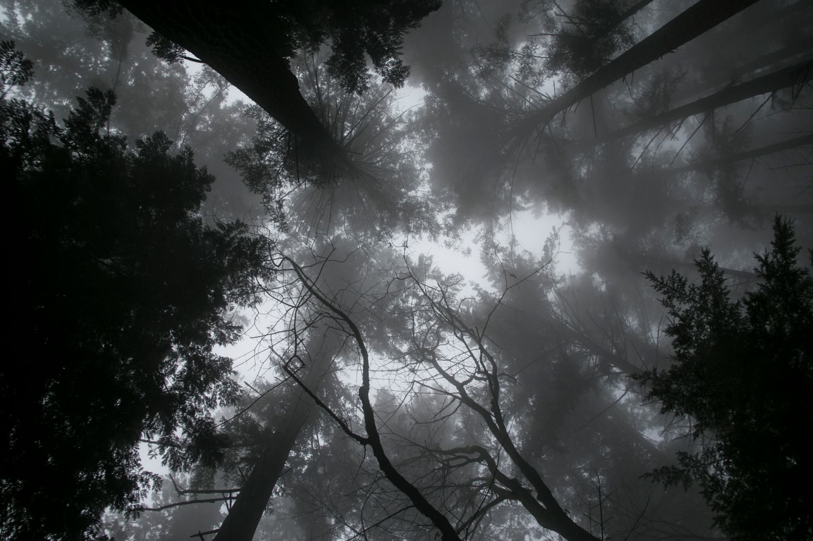 slunečnímu záření, stromy, les, černobílý, noc, Příroda, odraz, nebe, větev, ráno, mlha, měsíční svit, atmosféra, zmrazení, světlo, mrak, strom, mlha, list, počasí, rostlina, tma, atmosférický jev, Černý a bílý, monochromatické fotografování, dřevina