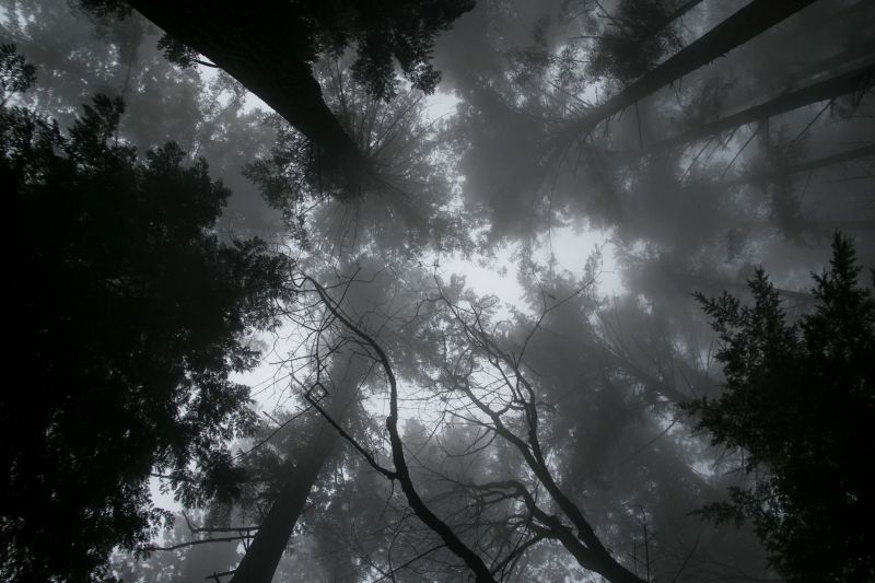 sunlight, trees, forest, monochrome, night, nature sunlight, trees, forest, monochrome, night, nature
