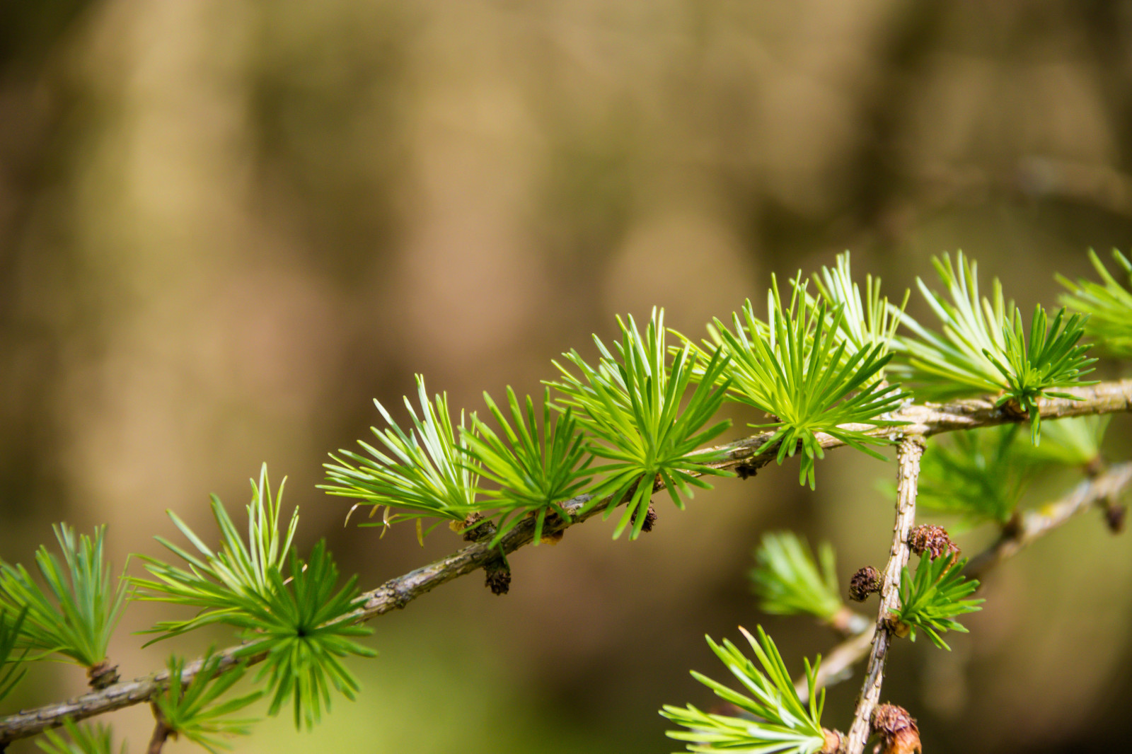 Příroda, tráva, větev, zelená, smrk, bokeh, jehly, jedle, jehličnatý strom, Evergreen, strom, list, květ, rostlina, flóra, Barr, větvička, botanika, suchozemská rostlina, dřevina, zblízka, ekosystém, keř, makro fotografie, tráva rodina, závod stonek, modřín