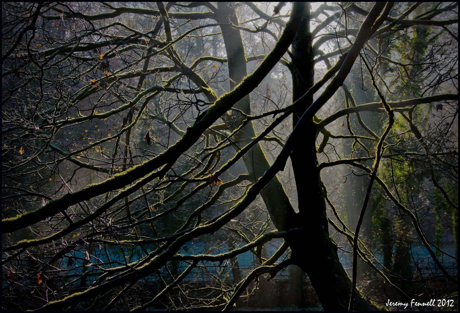 slunečnímu záření, stromy, les, Příroda, odraz, větev, zelená, mlha, listopad, sluneční paprsky, Bristol, 2012, světlo, strom, podzim, list, rostlina, les, brzy ráno, tma, nikond90, zálesí, místo výskytu, přírodní prostředí, dřevina, blaisecastleestate, photographybyjeremyfennell, autumninbristol, blaiseestate, blaiseestateinautumn