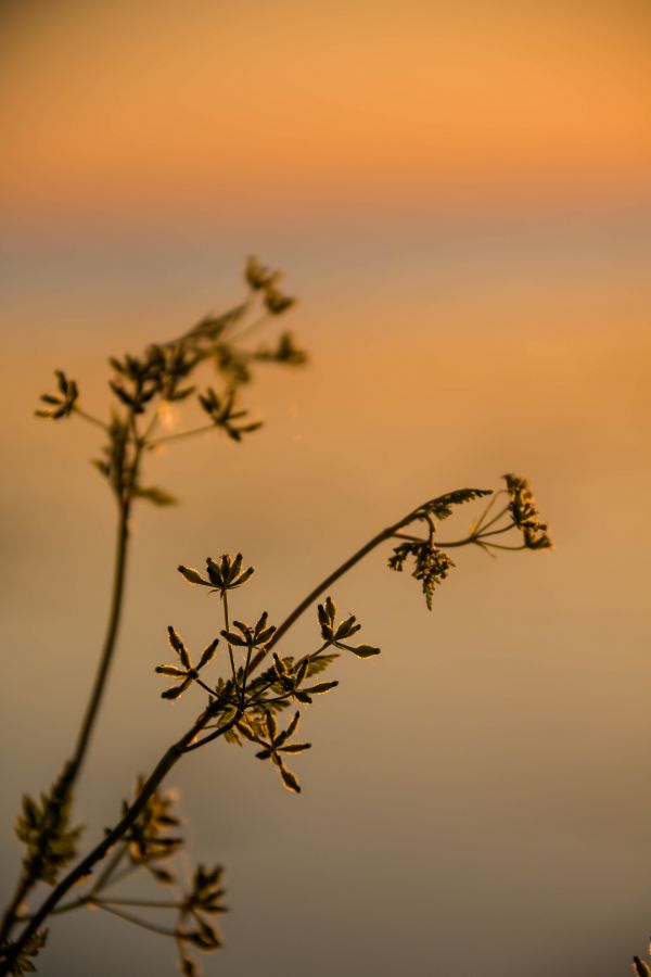 sunlight,nature,reflection,grass,sunset,sky