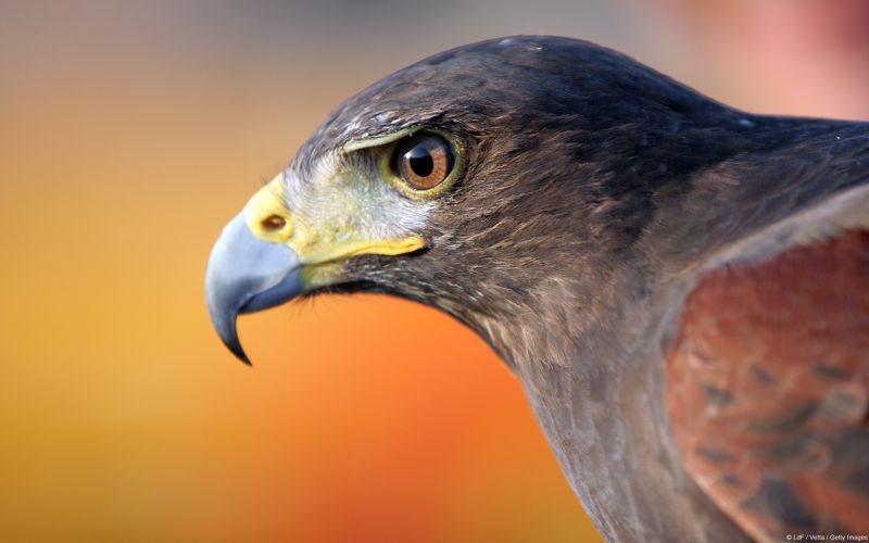 naturaleza,aves