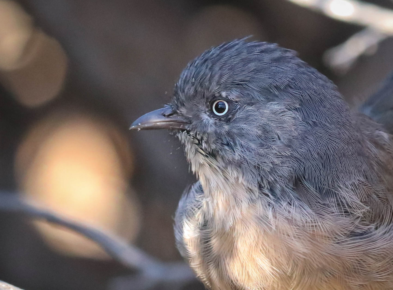 Chamaeafasciata, Camabrune, Camea, Wrentit, Canyonmonkey, Fosílie, Pleistocenebird, Pacificpalisadesbirds, pekabo90401, kamarádství, přátelství, Ptáksofsoutherncalifornia, Inceville, Lightroom, 80d, 100400, Kánon, canon80d, Wesen, pozorování ptáků, Chaparralmonkey, asfalt, Tajemství, Pacificpalisadesbirdwatching, birdwatchinglosangeles