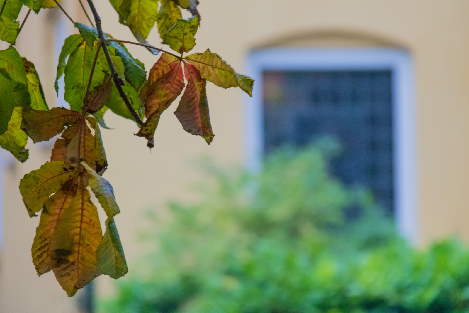 slunečnímu záření, Příroda, větev, zelená, žlutý, strom, podzim, list, květ, rostlina, sezóna, flóra, tr d, h st, l v, Trelleborg, Všechno, exif modelu canoneos760d, geocountry, Kamera aby kánon, geocity, Model fotoaparátu canoneos760d, geostate, geolocation, EXIF čočka efs18200mmf3556is, EXIF otvor 56, exif focallength 200mm, exif aby kánon, exif isospeed 3200, dálnice, botanika, suchozemská rostlina, kvetoucí rostlina, dřevina, makro fotografie