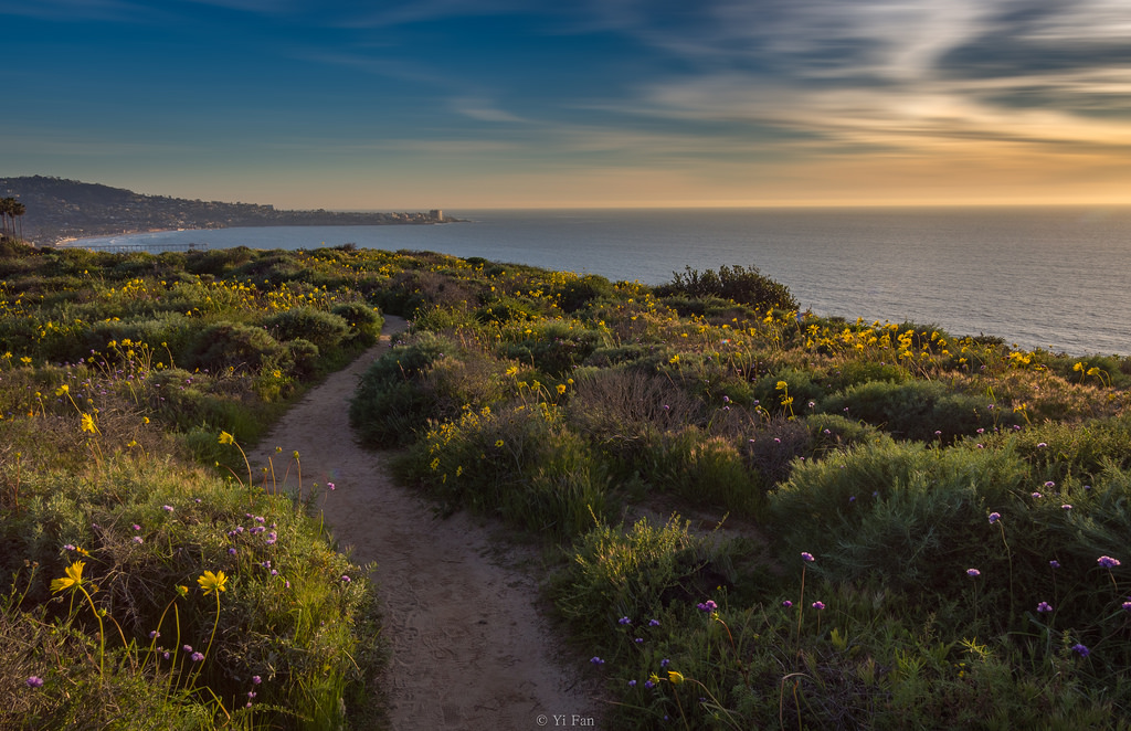 krajina, západ slunce, moře, květiny, město, panoráma města, kopec, voda, Skála, Příroda, pobřeží, odraz, tráva, nachový, mraky, svítání, žlutý, večer, ráno, pobřeží, útes, horizont, divočina, soumrak, jaro, štětec, Olympus, Soumrak, Los Angeles, mokřadní, Jolla, Terén, mrak, strom, podzim, list, hora, květ, svítání, divoký, květ, oceán, San Diego, EM5, bažina, jezero, pobřežní, venkov, místo výskytu, přírodní prostředí, atmosférický jev, landform, geografický rys, califorina, yifanphotos, Scripps
