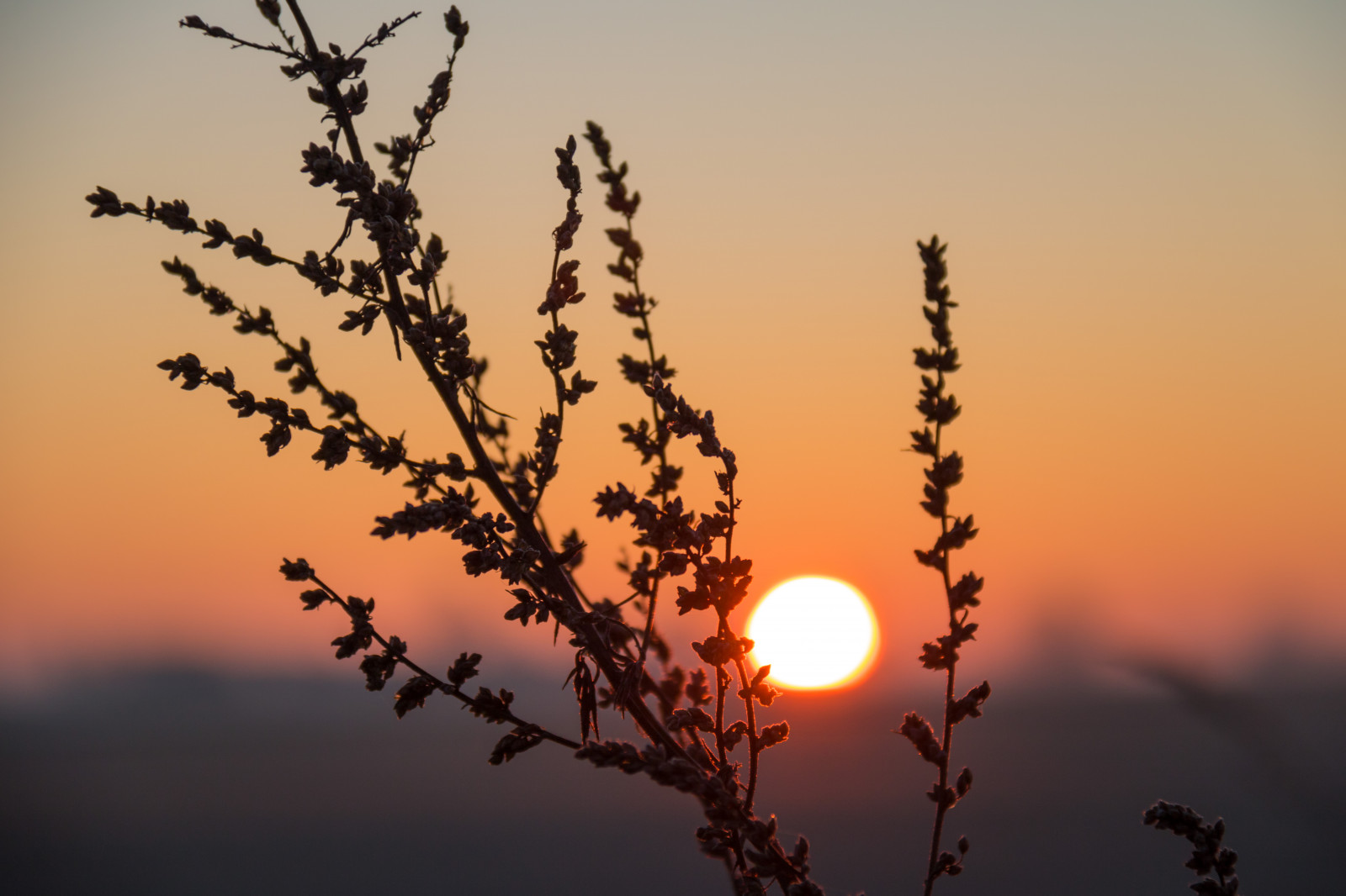 sollys, landskab, solnedgang, natur, afspejling, himmel, silhuet, afdeling, solopgang, aften, morgen, Sol, horisont, skumring, Sol, Sky, træ, blomst, daggry, himmel, landskabet, landsbygd, soluppg ng, landskap, exif model canoneos760d, geocountry, kamera gør kanon, geocity, kameramodel canoneos760d, geostate, geolocation, exif linse efs18200mmf3556is, exif gøre kanon, exif isospeed 100, exif focallength 110mm, exif åbning 63, Morgon, atmosfærisk fænomen, efterglød, himmellegeme