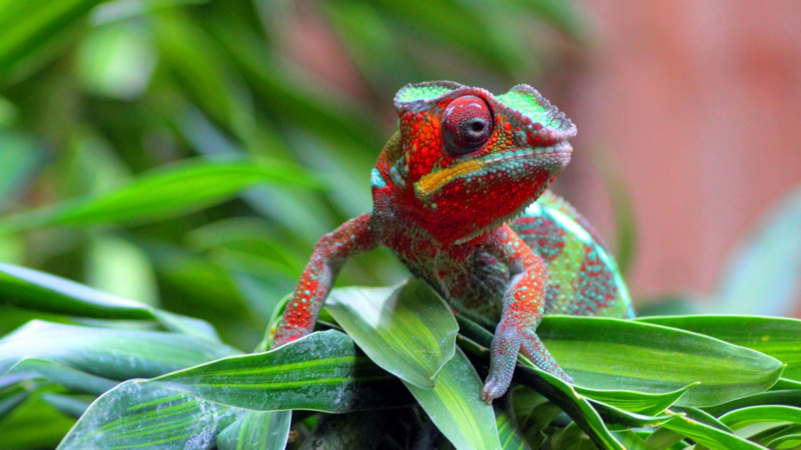 dieren, natuur, groen, dieren in het wild, kikker, amfibie, reptielen, kameleons, reptiel, fauna, gewerveld, detailopname, macrofotografie, boomkikker, kameleon