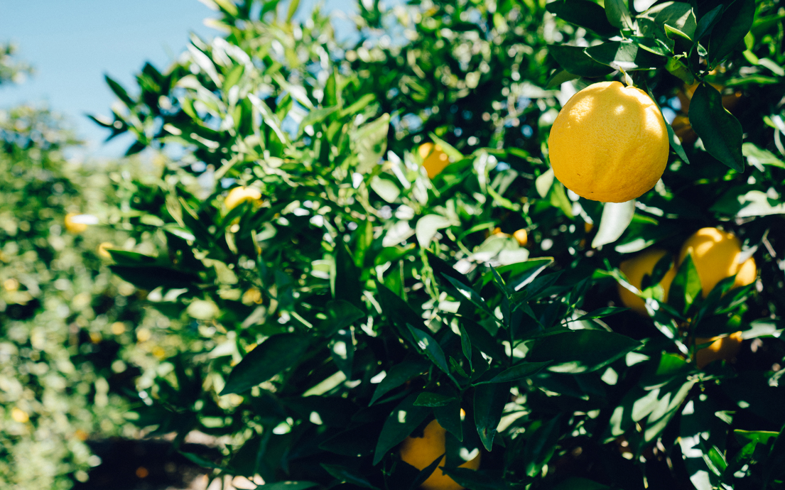 stromy, listy, jídlo, větev, ovoce, zelená, žlutý, oranžový, květ, pomeranč, citrus, Evergreen, strom, list, květ, rostlina, flóra, vyrobit, botanika, suchozemská rostlina, kvetoucí rostlina, dřevina, keř, hořký pomeranč, yuzu