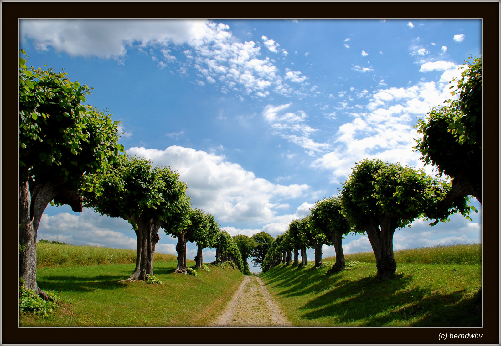 sollys, landskab, natur, græs, himmel, Mark, afdeling, forår, Sky, træ, Landschaft, græsarealer, plante, deutschland, græs, Mecklenburg-Vorpommern, vegetation, landbrug, eng, plantage, prærie, Mecklenburg, landdistrikt, computer tapet, vedplante, savanne, alleen, Lindenallee, veje, lanen, kl tz, schlossbothmer, landkreisnordwestmecklenburg