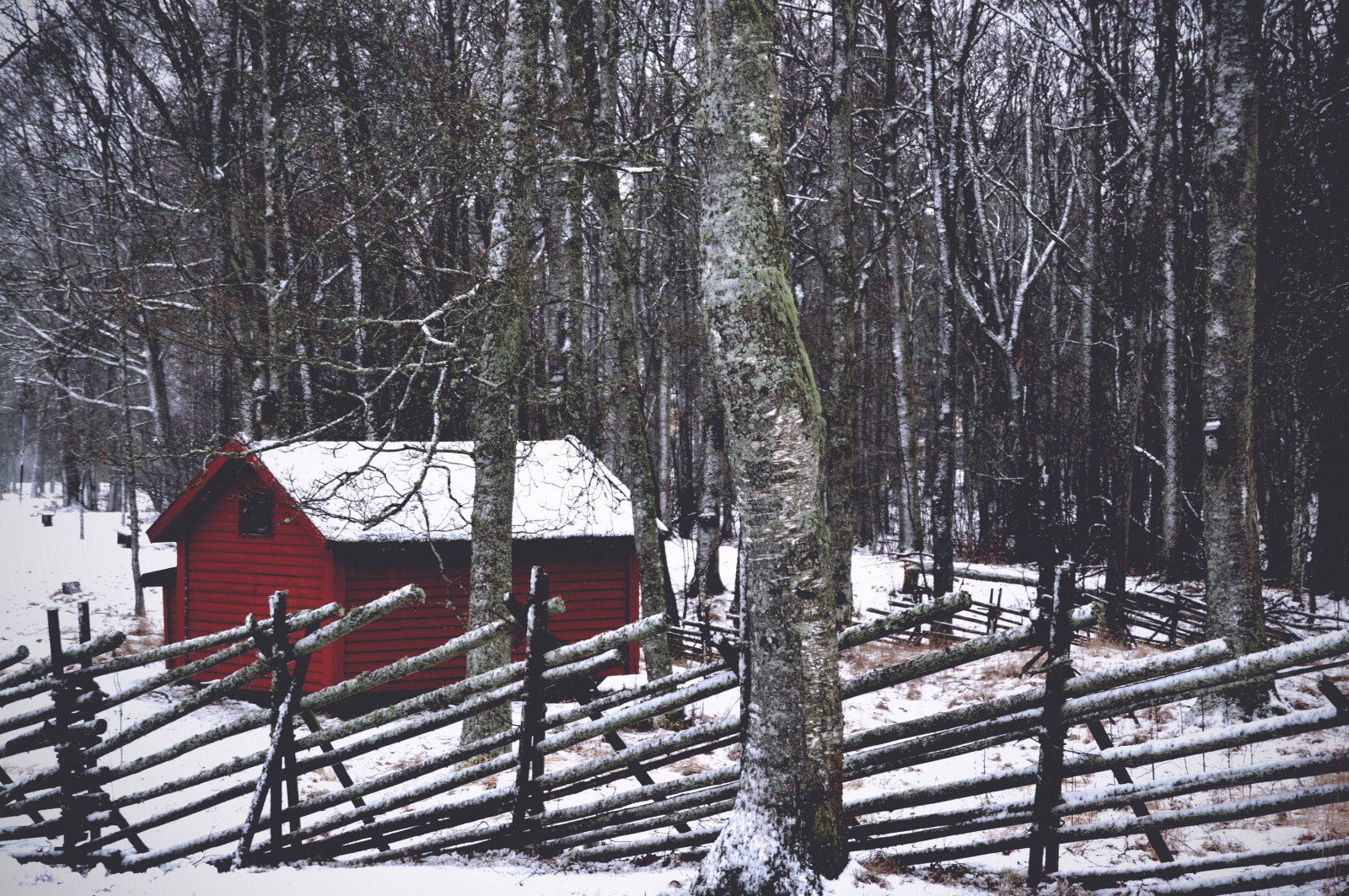 trees, forest, snow, winter, structure, tree, weather, season, woody plant