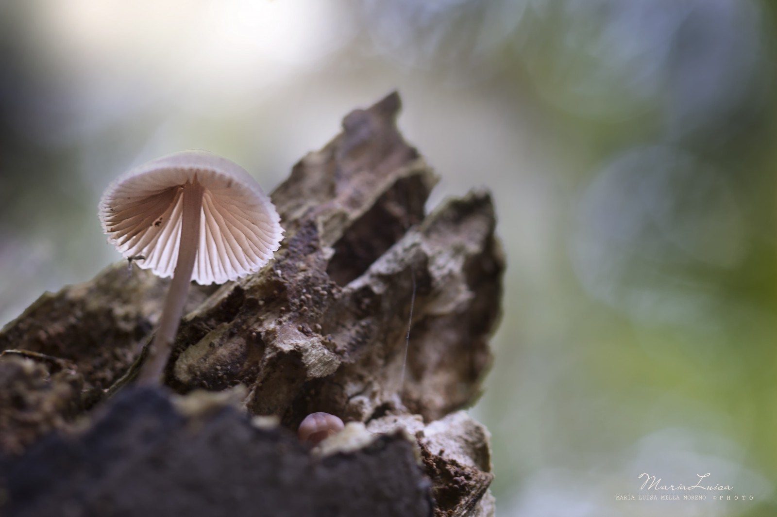 デスクトップ壁紙 森林 自然 木材 ブランチ イブニング ボケ 真菌 光 きのこ コンピュータの壁紙 閉じる マクロ撮影 食用キノコ 壊れやすい Stock Photography 5184x3456 デスクトップ壁紙 Wallhere